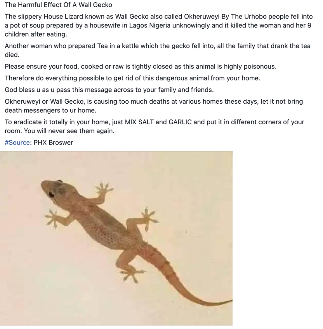Random House Lizard Are house lizards highly poisonous and can a salt and garlic mixture ...