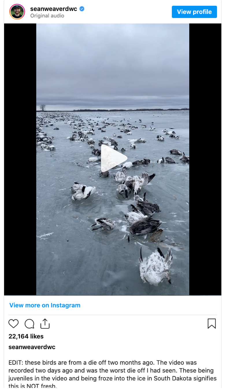 Have record low temperatures in Xinjiang frozen birds to death? - Black ...